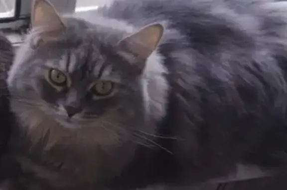 Кошки потеряшки, , фото: Потеряшка кошка, Набережная ул. 11, Луначарский