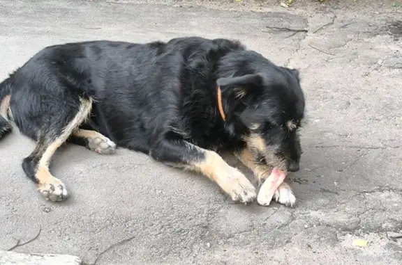 Найдена собака, ул. 60-й Армии, 2Б