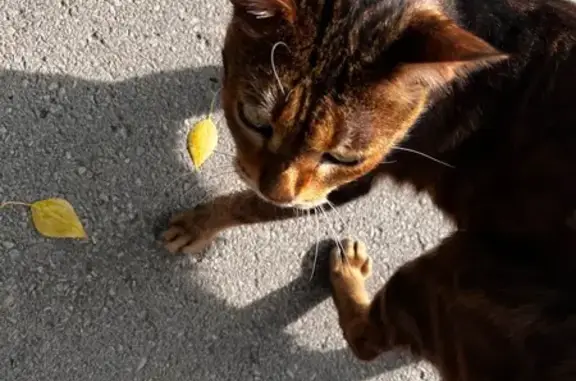 Бенгальская кошка у школы, Литейная, Тула