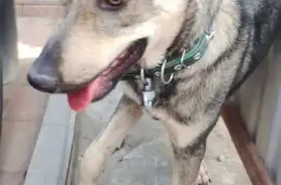 Найдена собака, Алушта, фото: Собака найдена: ул. Глазкрицкого 8, Алушта