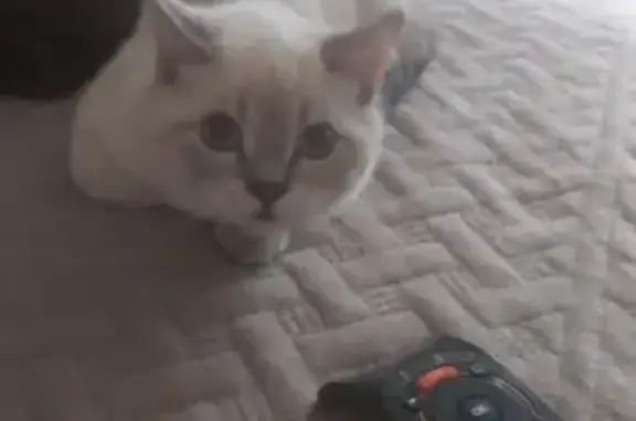 Пропала кошка, Ботаническая ул. 7, Гуково