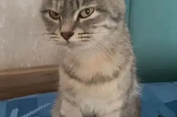 Найдена кошка, Воронеж, фото: Найдена ласковая кошка, ул. Ворошилова