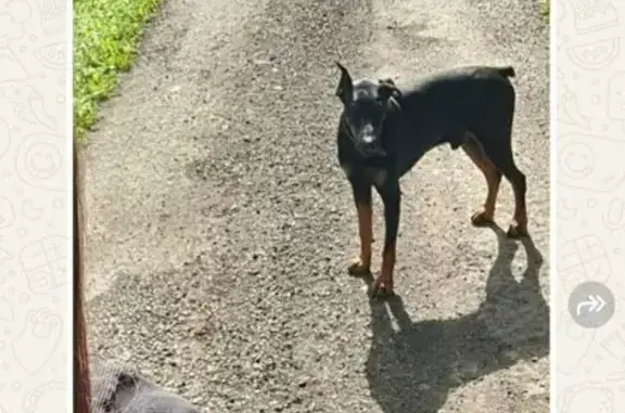 Найдена собака, Московская область, фото: Собака найдена в МО, 6 сентября