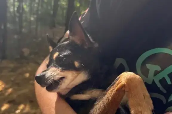 Найдена собака, Дзержинский, фото: Найдена собака: Дзержинский, 46Н-00948