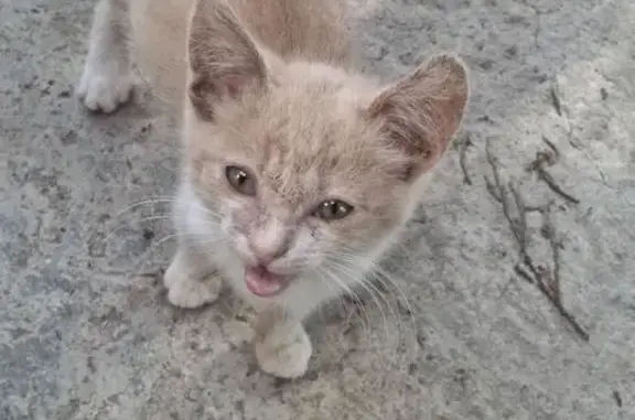 Кошки потеряшки, Тимашевск, фото: Потеряшка светлая кошка, Заводская, Тимашёвск