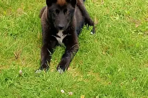 Найдена собака, Дмитровское, фото: Щенки найдены: Лихославль, Дмитровское