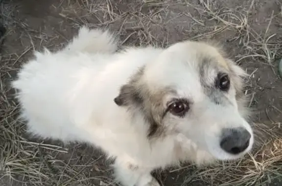 Пропала собака, Калачёвская ул., Волгоград