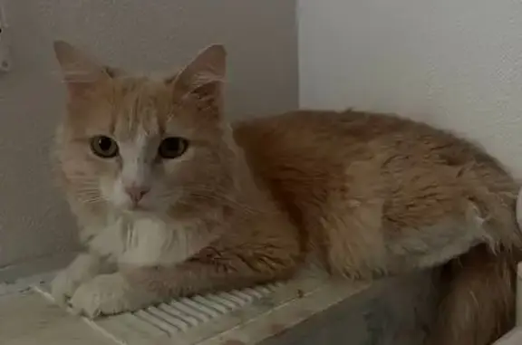 Кошки потеряшки, Новоуральск, фото: Потеряшка кошка, ул. Орджоникидзе, 15