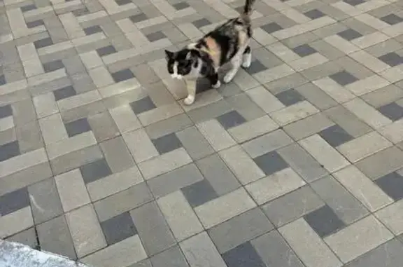 Кошка найдена у больницы, ул. Кондратенко, Краснодар