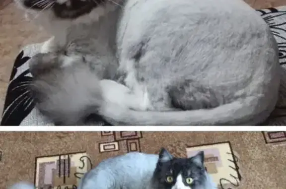 Пропал кот Барон, 1-я линия, Литвиново