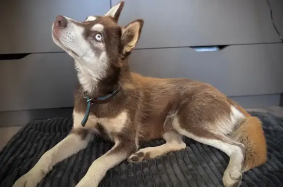 Найдена собака, Волгоград, фото: Хаски найдена на ул. Хорошева, Волгоград