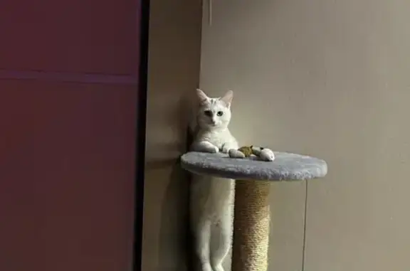 Объявления о пропавших и найденных животных, Нижний Новгород, фото: Пропала кошка, б-р 60-летия Октября, 15