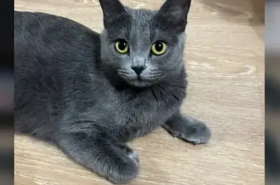 Пропала кошка, Селянская ул. 33, Шахты