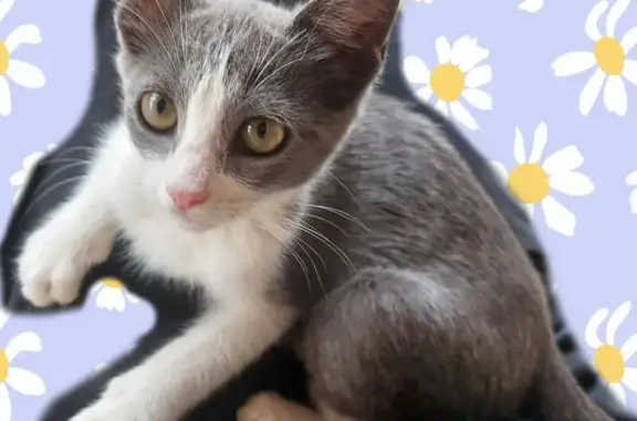 Пропала кошка, Элиста, Калмыкия