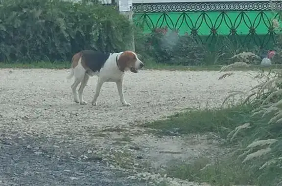 Найдена собака, , фото: Эстонская гончая на Центральной, 46А