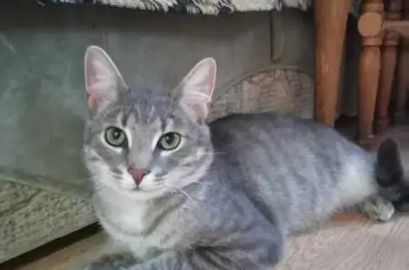 Кошки потеряшки, Тосненское городское поселение, фото: Потеряшка кошка, 41К-835, 6, Тосно