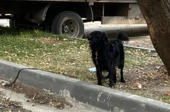 Найдена собака, ул. Короленко, 9 к1