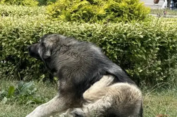Найдена собака, Ставропольский край, фото: Собака найдена у нарзанной галереи, Кисловодск