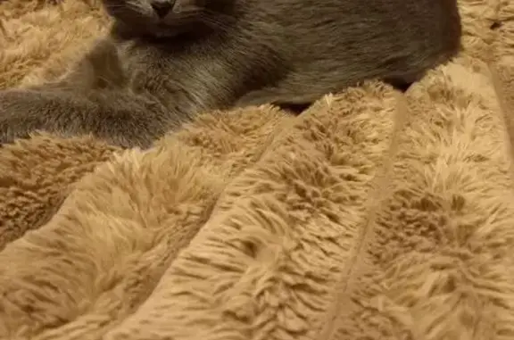 Найдена кошка, Красноярск, фото: Кошка найдена: Красноярск, Сероголубая