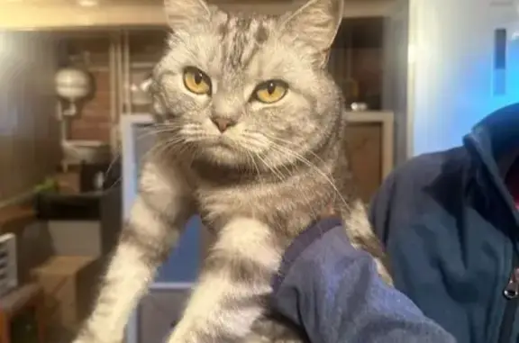 Найдена кошка, Лаишево, фото: Кошка найдена у лагеря Чайка, Лаишево