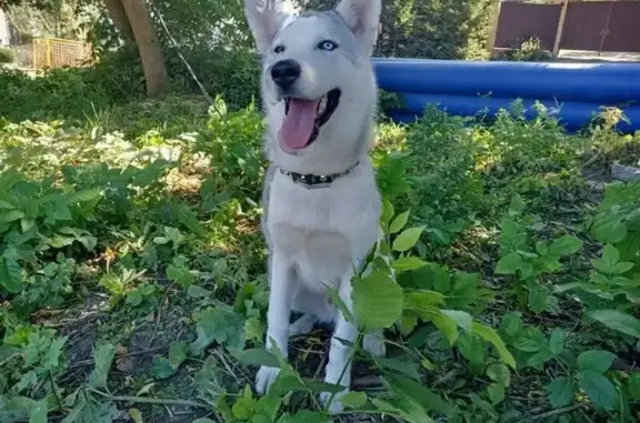 Пропала собака, Витебское шоссе, Смоленск
