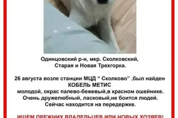 Собака найдена: Чистяковой, 8, Одинцово