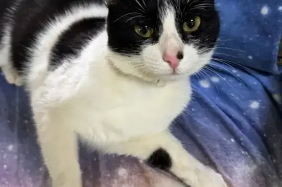 Найдена кошка, , фото: Кошка найдена: ул. Б. Хмельницкого, 115