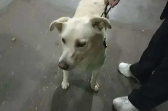 Лабрадор найден на ул. Композиторов, Чебоксары