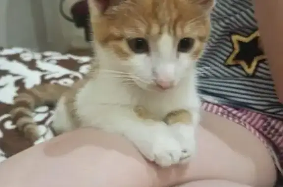 Пропала кошка, ул. Димитрова, Сыктывкар