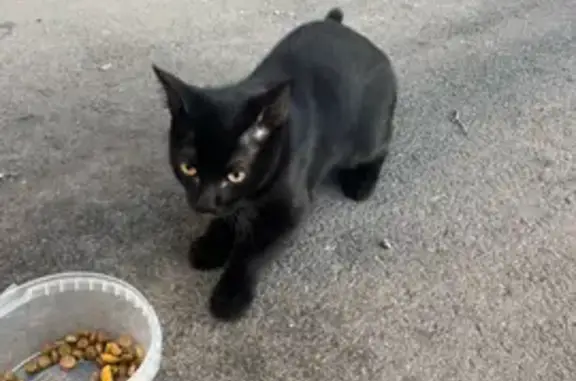 Кошки потеряшки, , фото: Потеряшка кошка Маруся, ул. Гагарина, 2