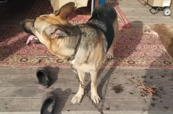 Найдена собака, Копейск, фото: Метис немца найден в Копейске, 75К-012