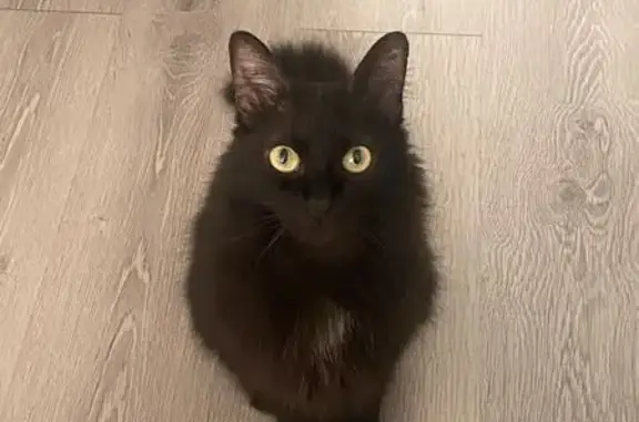 Пропала черная кошка, МО