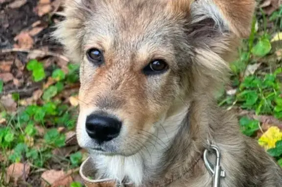 Щенок найден: пр. Мира, 24, Новокузнецк - photo