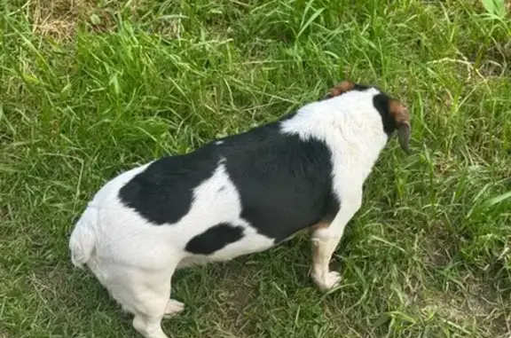 Собака найдена, ул. Юности, Зеленоград