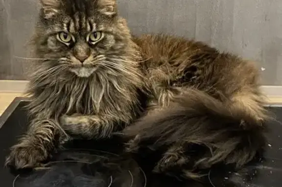 Пропала кошка, Западный Обход 39/2 к7