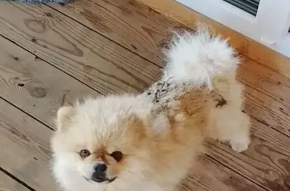 Собаки потеряшки, Карлук, фото: Потеряшка собака в Карлуке, Иркутская обл.