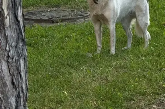 Найдена собака, Пушкинская 174, Ростов-на-Дону