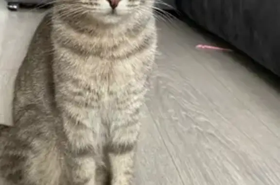 Пропала кошка, Омск, 16-я Линия, 118