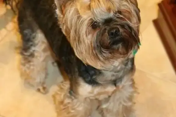 Собаки потеряшки, Вологодская область, фото: Потеряшка собака в деревне Всходы, Вологда