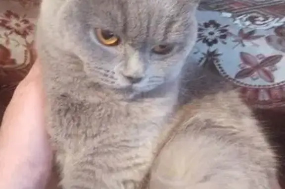 Кошки потеряшки, Мурманск, фото: Потеряшка кошка, ул. З. Космодемьянской, 36