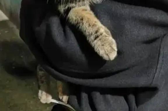 Найдена кошка, Нижневартовск, фото: Кошка у Пермской 13, Нижневартовск