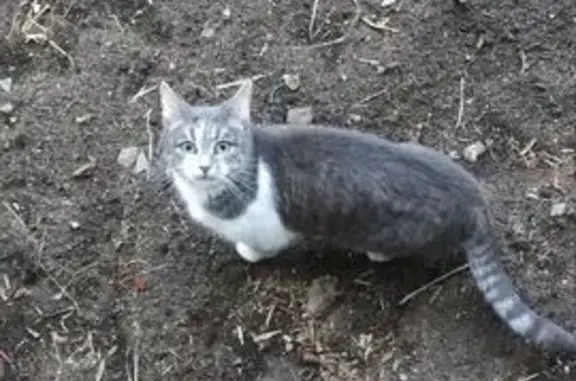 Пропала кошка, ул. Ерофеева, 11, Тверь