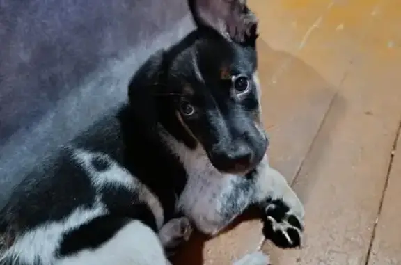 Найдена собака, Ясный, фото: Собака найдена: ул. Ленина, Ясный