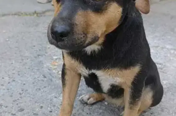 Собаки потеряшки, Краснодарский край, фото: Потеряшка собака, Славянск-на-Кубани