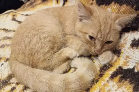 Найдена кошка, Пионерский, фото: Рыжая кошка найдена, ул. Мира, Пионерский