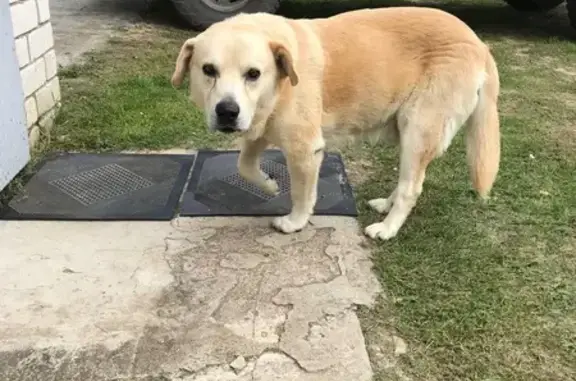 Объявления о пропавших и найденных животных, Нижегородская область, фото: Светлая собака найдена в Нижегородской области