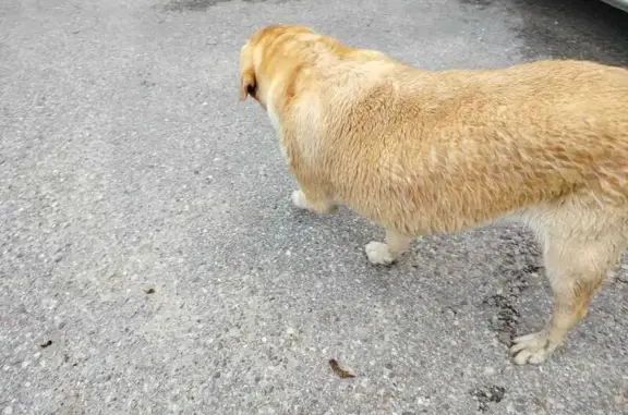Объявления о пропавших и найденных животных, Светлый, фото: Собака найдена: Палевый 27А-015, Светлый