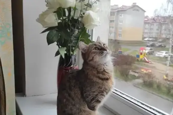 Кошки потеряшки, Иваново, фото: Потеряшка кошка, ул. Диановых 15А, Иваново