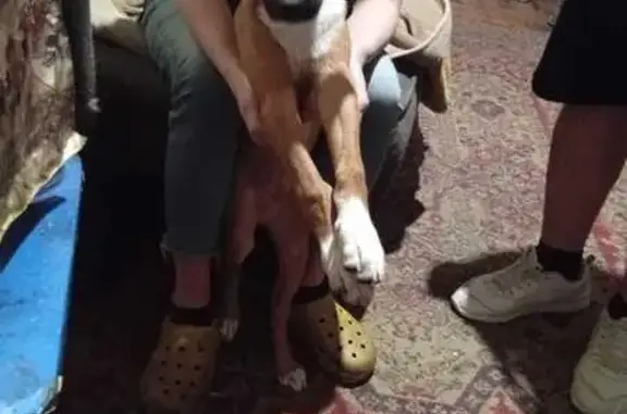 Пропала собака в Орске, Оренбургская обл.