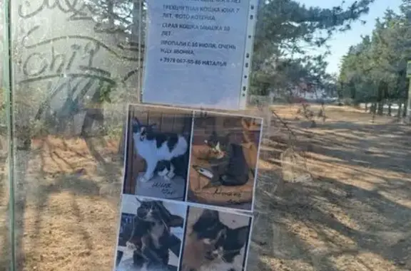 Пропали кошки, Генерала Жидилова, 42